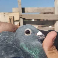 کبوتر.|پرنده|اهواز, منازل کارون|دیوار