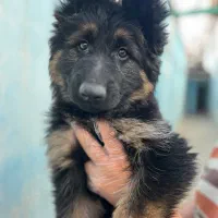 فروش سگ ژرمن شپرد شولاین محافظ|سگ|اصفهان, جلفا|دیوار