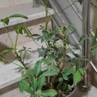 برکین و بنسای|گل و گیاه طبیعی|کرج, باغستان|دیوار