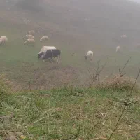 دو عدد گاو نر دارم|حیوانات مزرعه|عنبران, |دیوار