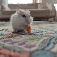 همستر|موش و خرگوش|نظرآباد, شهرک آزادگان|دیوار