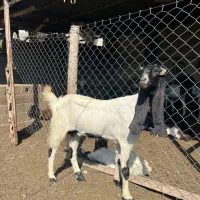 بهترین جنس بز پاکستانی