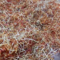 ریشه زعفران|خوردنی و آشامیدنی|چناران, |دیوار