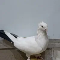 کفتر خوب|پرنده|قم, آلوچو|دیوار