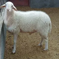 بره و شیشک نزاییده خوش پخت مناسب|حیوانات مزرعه|قم, زنبیل آباد|دیوار