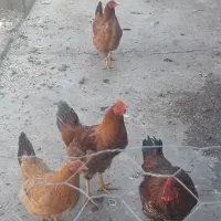 ۲تاخروس ۲تامرغ تازه به تخم امدن سالم هستن|حیوانات مزرعه|کشاورز, |دیوار