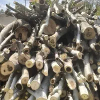 خریدار درخت خشک|خدمات باغبانی و درختکاری|سنندج, |دیوار