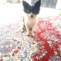 سگ پا کوتاه|سگ|نوکنده, |دیوار