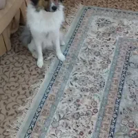 سگ خانگی|سگ|بابلسر, |دیوار