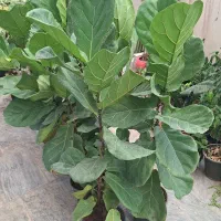 انواع گیاهان با پایین ترین قیمت قم هدیه روز مادر