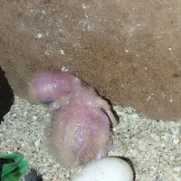 چهار جفت کوتوله با تخم وجوجه