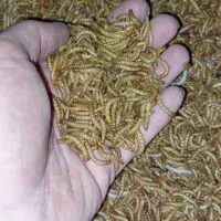 میلورم زنده درشت مستقیم از تولیدکننده