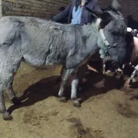 الاغ|حیوانات مزرعه|حسین آباد, |دیوار