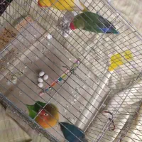 برزیلی مولد|پرنده|ملارد, |دیوار