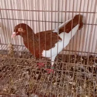 کفتر یهودی با جوجه|پرنده|قم, تعویض پلاک|دیوار