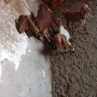 بز. ی