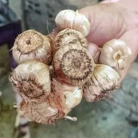 پیاز زعفران ،مشاوره، آموزش وکاشت زعفران،