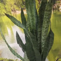 فروش گیاه خانگی گل۸۰|حراج|بروجرد, |دیوار