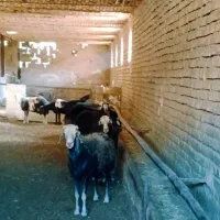 گوسفند میش و بره قوچ قره قزل افشار|حیوانات مزرعه|قلقل رود, |دیوار