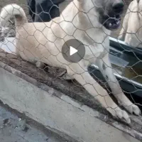 توله سرابی