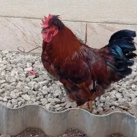 خروس محلی کاکلی