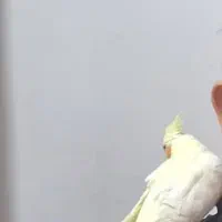 گمشده|حیوانات|رامهرمز, |دیوار