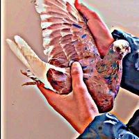 کچکله نر پرشی