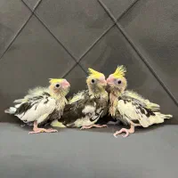 جوجه عروس هلندی