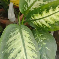 گلدان دیفن باخیا