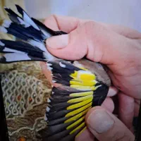 سهره نر جوجه قفس بخون