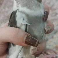 عروس هلندی