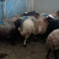 گوسفند میش بره