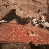 4عدد کبوتر