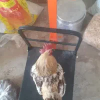 خروس محلی|حیوانات مزرعه|ایثار, |دیوار