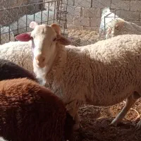 بره نر لاکن اصل|حیوانات مزرعه|زرند, |دیوار