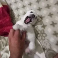 سگ پاکوتاه|سگ|تهران, جوادیه تهرانپارس|دیوار