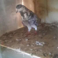 کبوتر|پرنده|رشت, تازه آباد|دیوار