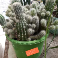 گلهای اپارتمانی با قیمت مناسب|گل و گیاه طبیعی|آشخانه, |دیوار