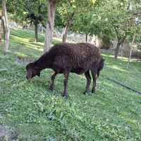 شیشک|حیوانات مزرعه|زنجان, |دیوار