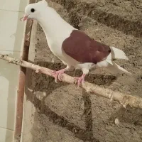 ماده دوکت|حیوانات|اصفهان, منتظرالمهدی|دیوار