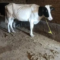 گاو با گوساله ماده مور سیمنتال|حیوانات مزرعه|نظر کهریزی, |دیوار