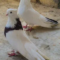کبوترنقابی|پرنده|کوزران, |دیوار