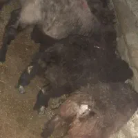 فروش 6راس بره نصف نر نصف ماده