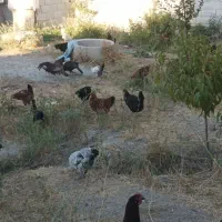 مرغ  گلپایگان 9ماهه تخمگذار