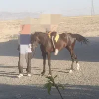 اسب عرب
