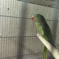 شاه طوطی اسکندر|پرنده|قم, باجک یک|دیوار