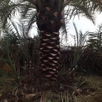 خدمات باغبونی