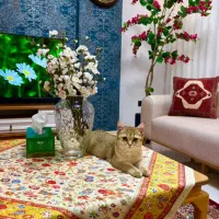 گربه بریتیش