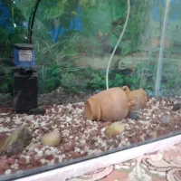 آکواریوم خم شرکتی با وسایل|ماهی|کرمانشاه, |دیوار