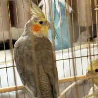 عروس هلندی جفت